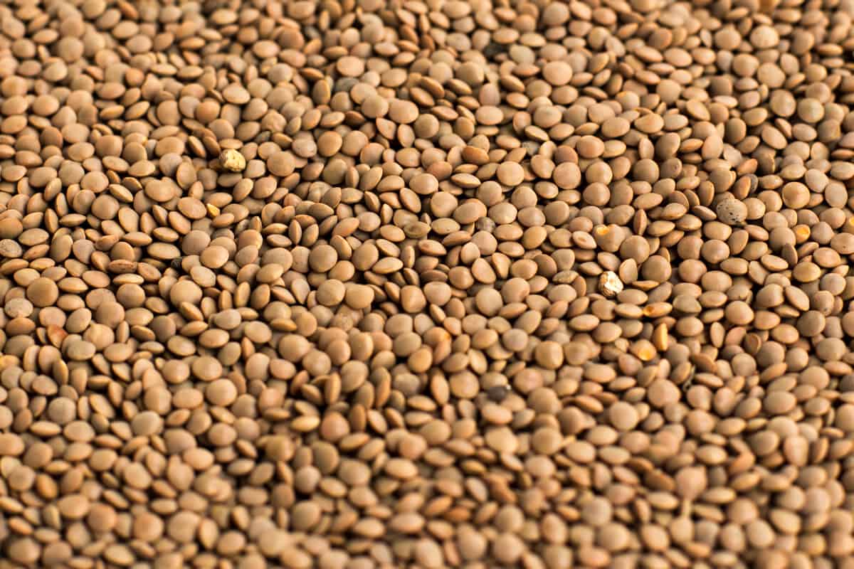 An extreme close-up of brown lentils